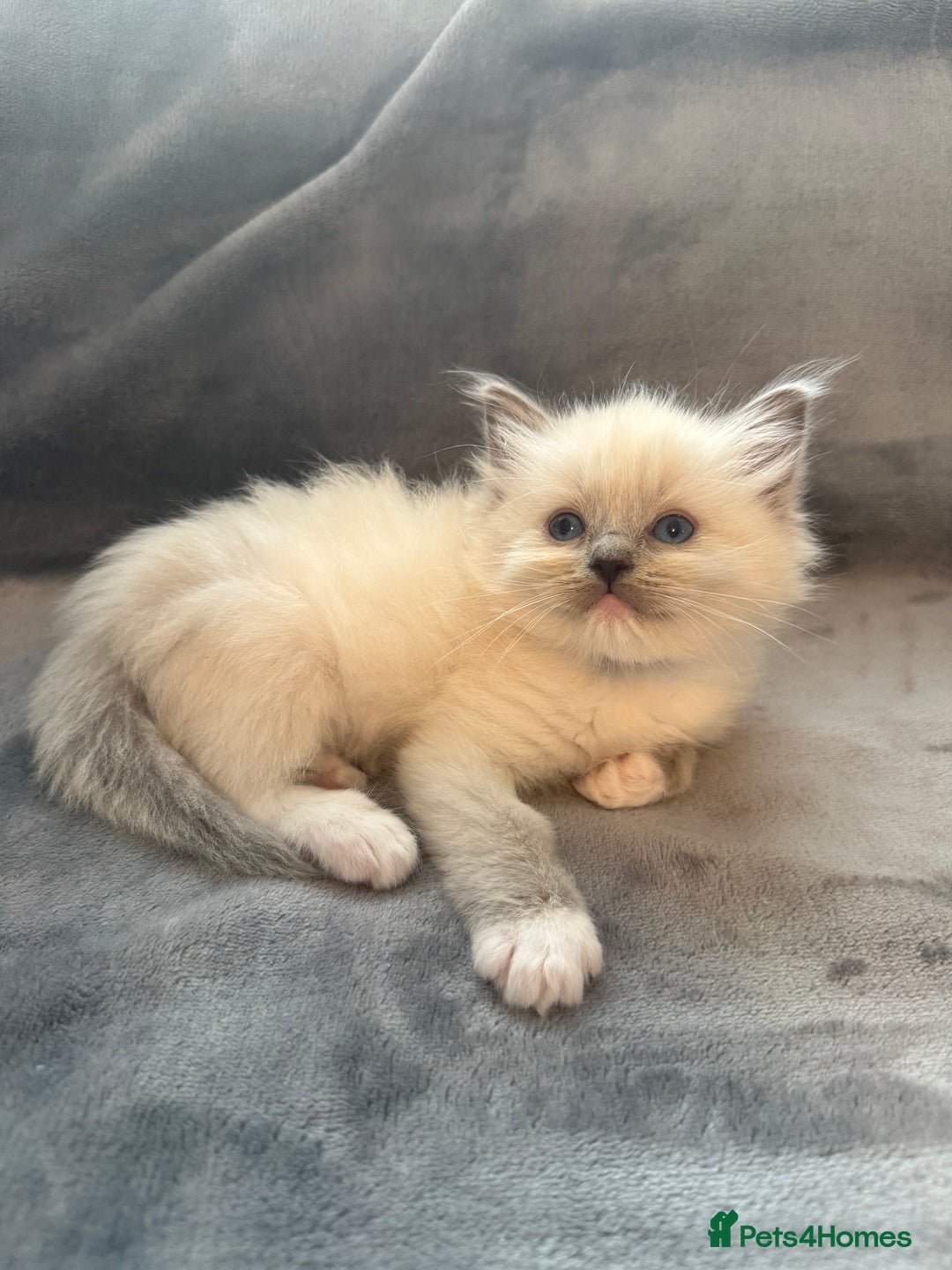 Ragdoll cats for sale: Beautiful Ragdoll Kittens  - Image 29