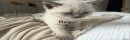 British Shorthair cats for sale: Stunning Pedigree Kittens | DNA Clear in Glasgow - Advert 23