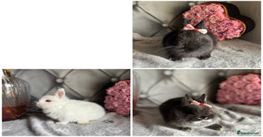 Netherland Dwarf rabbits - Advert 15