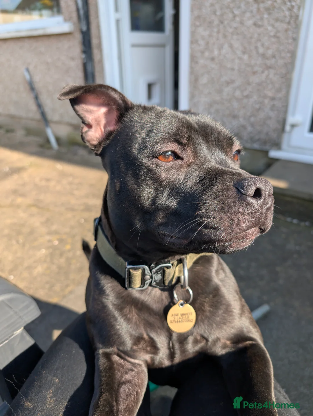 Staffordshire Bull Terrier dogs for sale: Black Female staffy for sale  in Lancaster - Advert 4