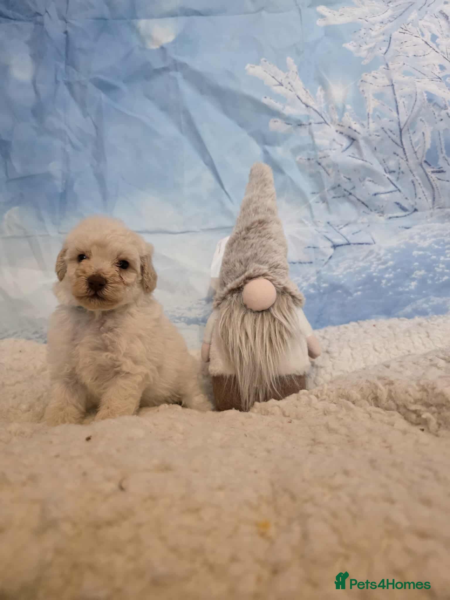 Miniature Poodle dogs One wee boy 💙READY NOW  - Advert 4