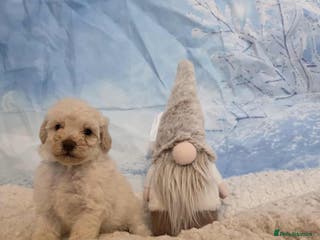 Miniature Poodle dogs One wee boy 💙READY NOW - Advert 2