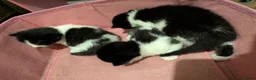 Mixed Breed cats for sale: Kittens - Advert 14