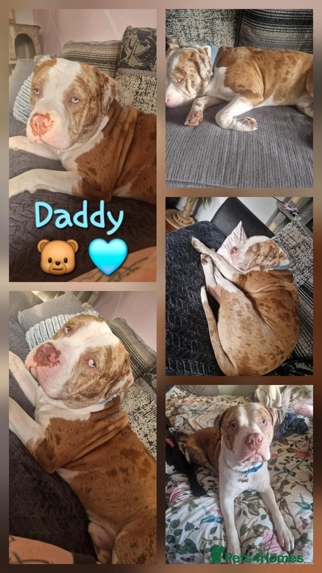Mixed Breed dogs for sale: 11 stunning American bulldog/Staff puppies *Merle* in Halesowen - Advert 2