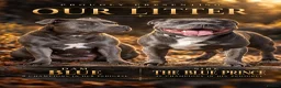 Staffordshire Bull Terrier dogs for sale: 2026 best 4 male blue Staffordshire bull terriers - Advert 3