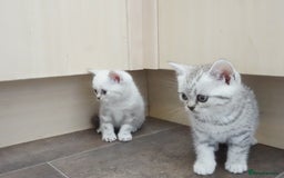 British Shorthair cats for sale: STUNNING British Shorthair Kittens Silver Tabbies - Image 7