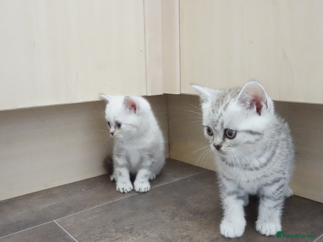 British Shorthair cats for sale: STUNNING British Shorthair Kittens Silver Tabbies - Image 7