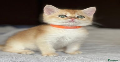 British Shorthair cats - Advert 2