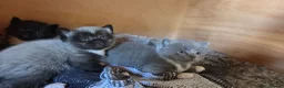 Mixed Breed cats for sale: 3 british shorthair cross kittens, playful & fun - Advert 18