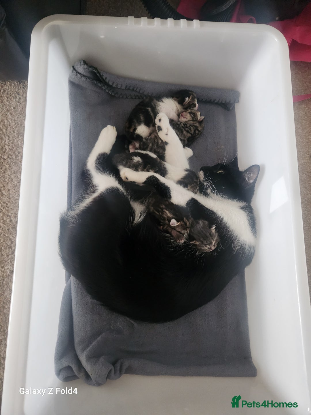 Mixed Breed cats for sale: 4 gorgeous kittens - Image 12