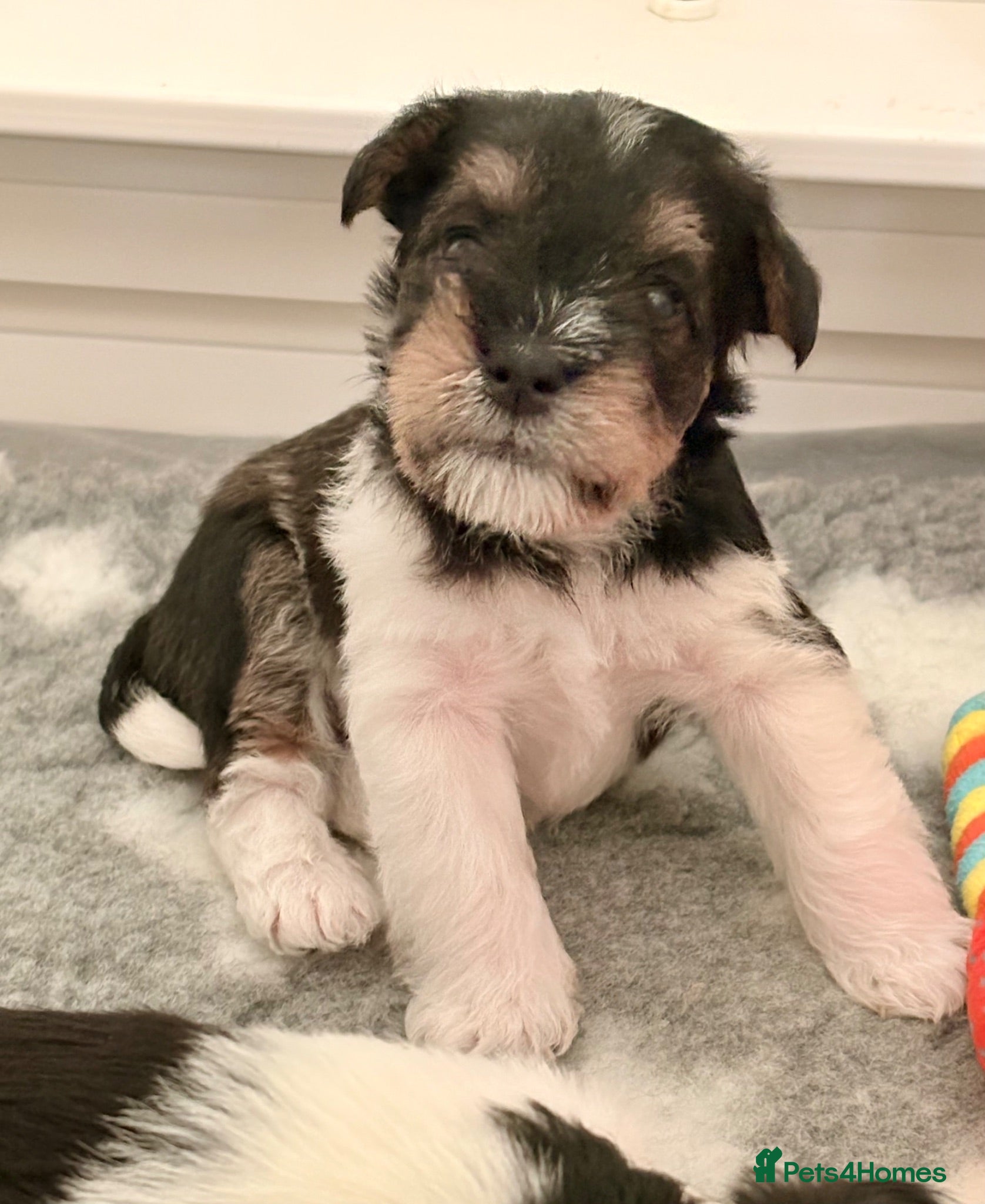 Miniature Schnauzer dogs Black Parti with Wheaten Mini Schnauzer KC BVA H/T - Advert 6