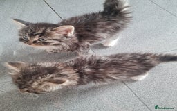 Mixed Breed cats for sale: Ragdoll x Sphynx Kittens - Image 7