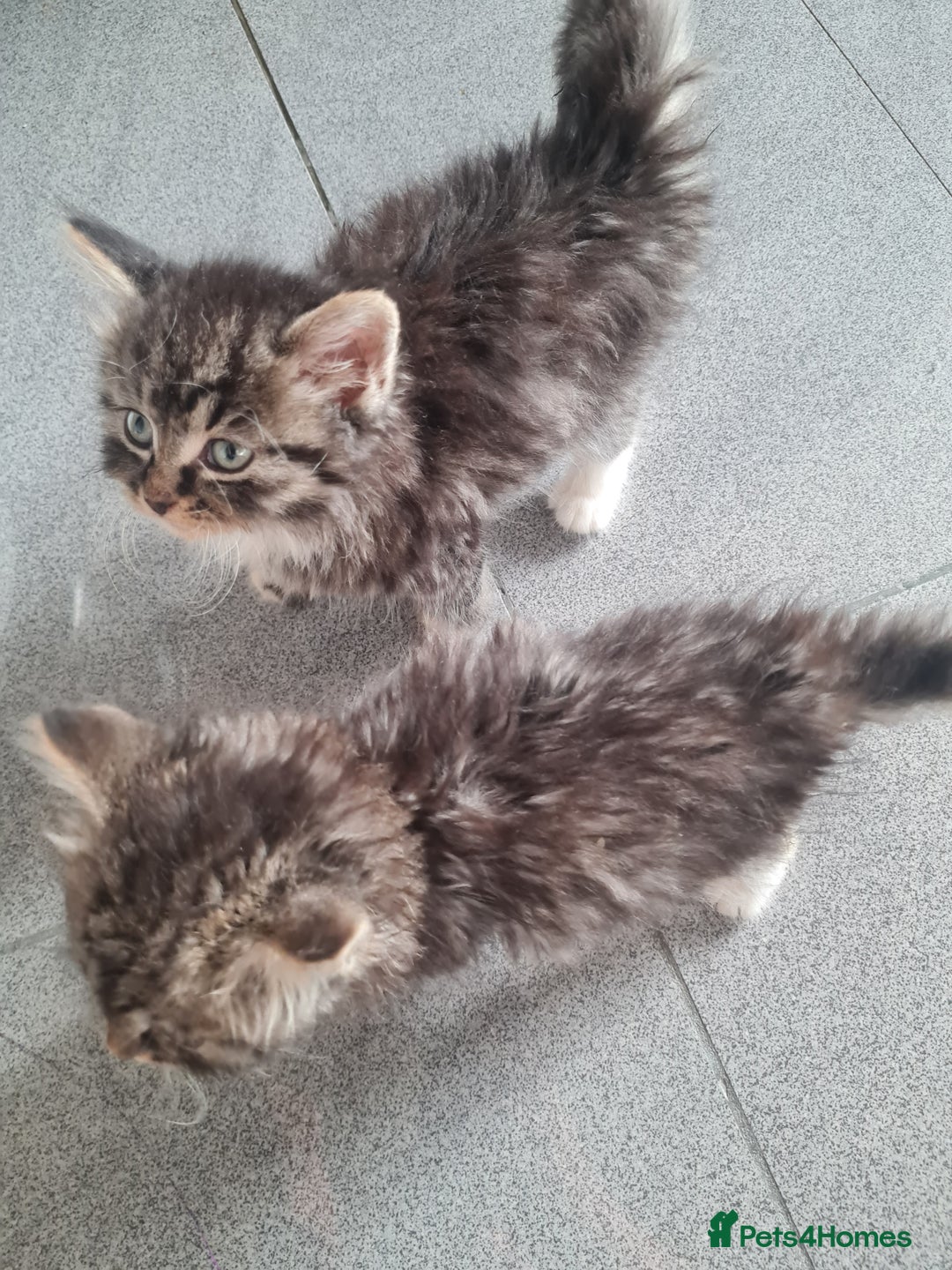Mixed Breed cats for sale: Ragdoll x Sphynx Kittens - Image 7