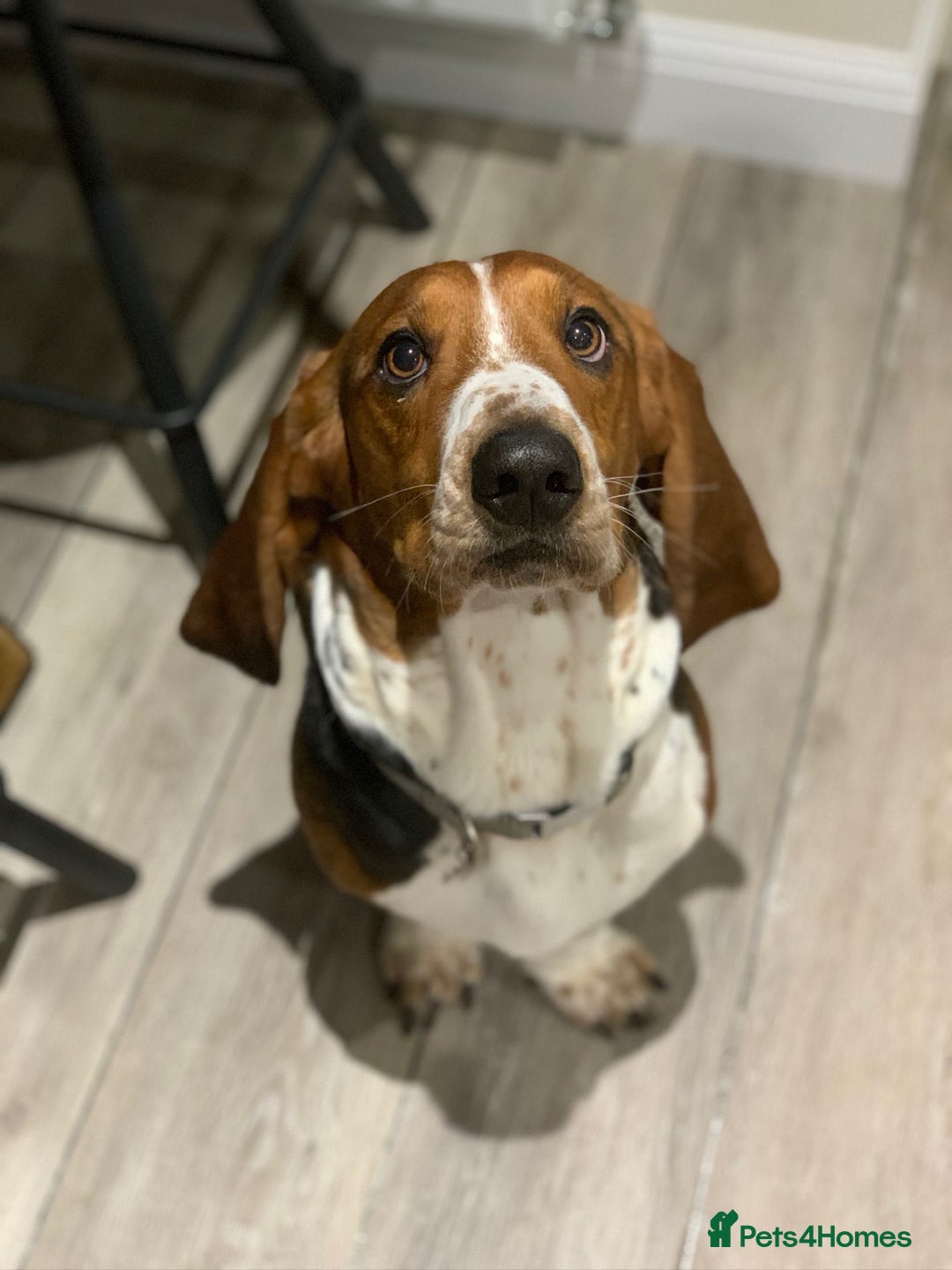 Basset Hound dogs for stud: Gorgeous basset hound  - Advert 4