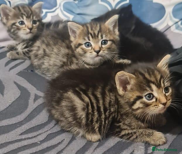 British Shorthair cats for sale: A beautiful litter of 5 kittens British Shorthair - Advert 1