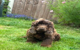 Cocker Spaniel dogs for sale: 🐾🐶 SHOW TYPE COCKER SPANIELS🐶🐾 - Image 5
