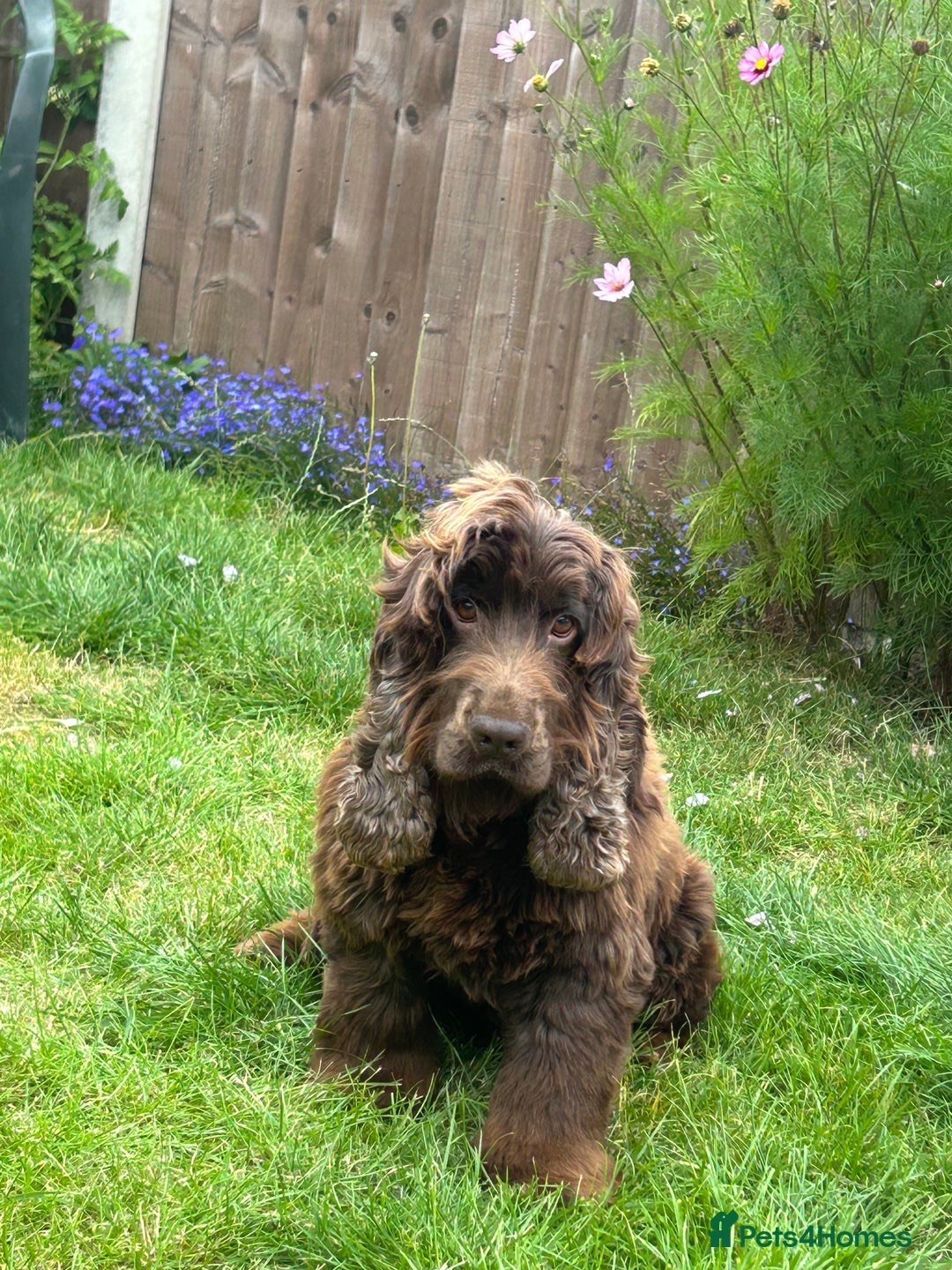 Cocker Spaniel dogs for sale: 🐾🐶 SHOW TYPE COCKER SPANIELS🐶🐾 - Image 5