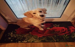 Mixed Breed dogs for sale: 7month boy golden retriever spaniel sam - Image 3