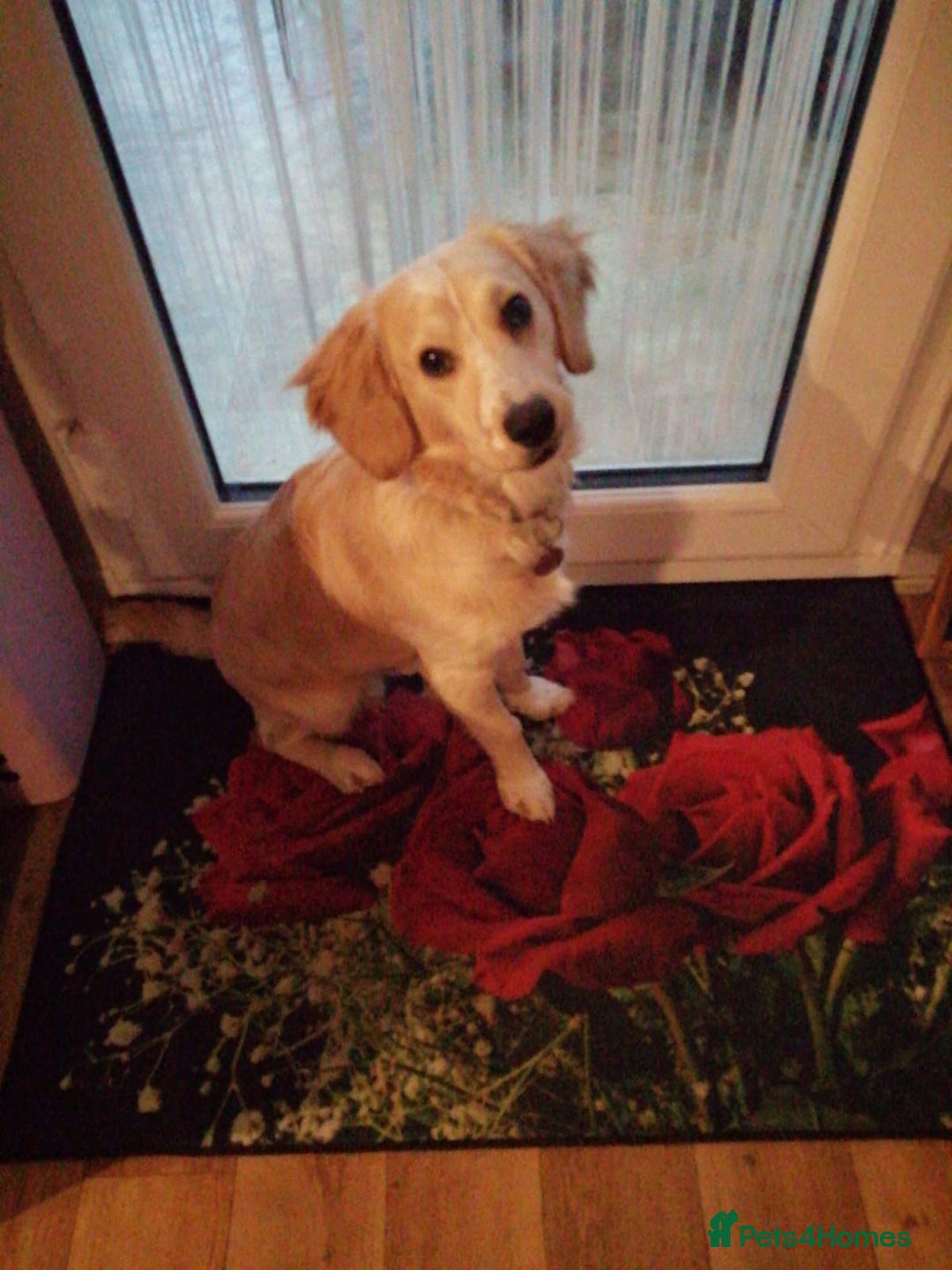 Mixed Breed dogs for sale: 7month boy golden retriever spaniel sam - Image 3