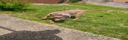 Cane Corso dogs for sale: 13month old formantino cane corso in Salisbury - Advert 3