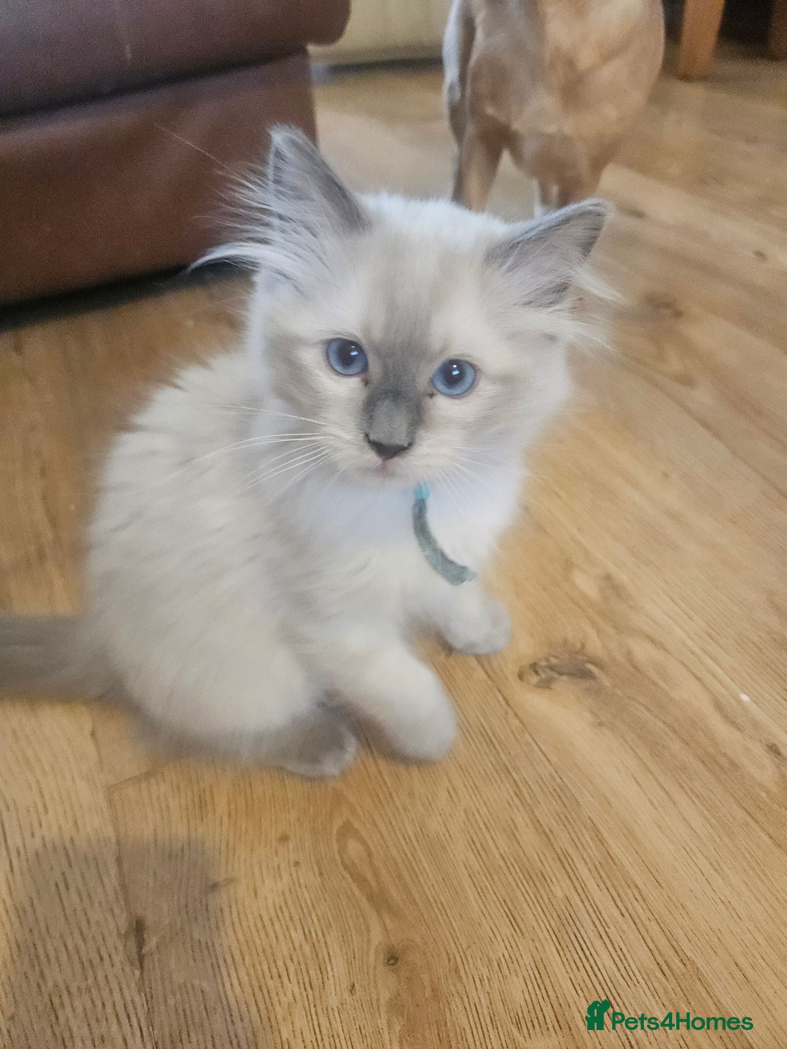 Ragdoll cats Ragdolls - Advert 1