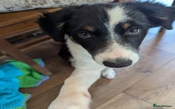 Mixed Breed dogs for sale: READY NOW.Only 2 left Border collies/kelpie pups - Image 2