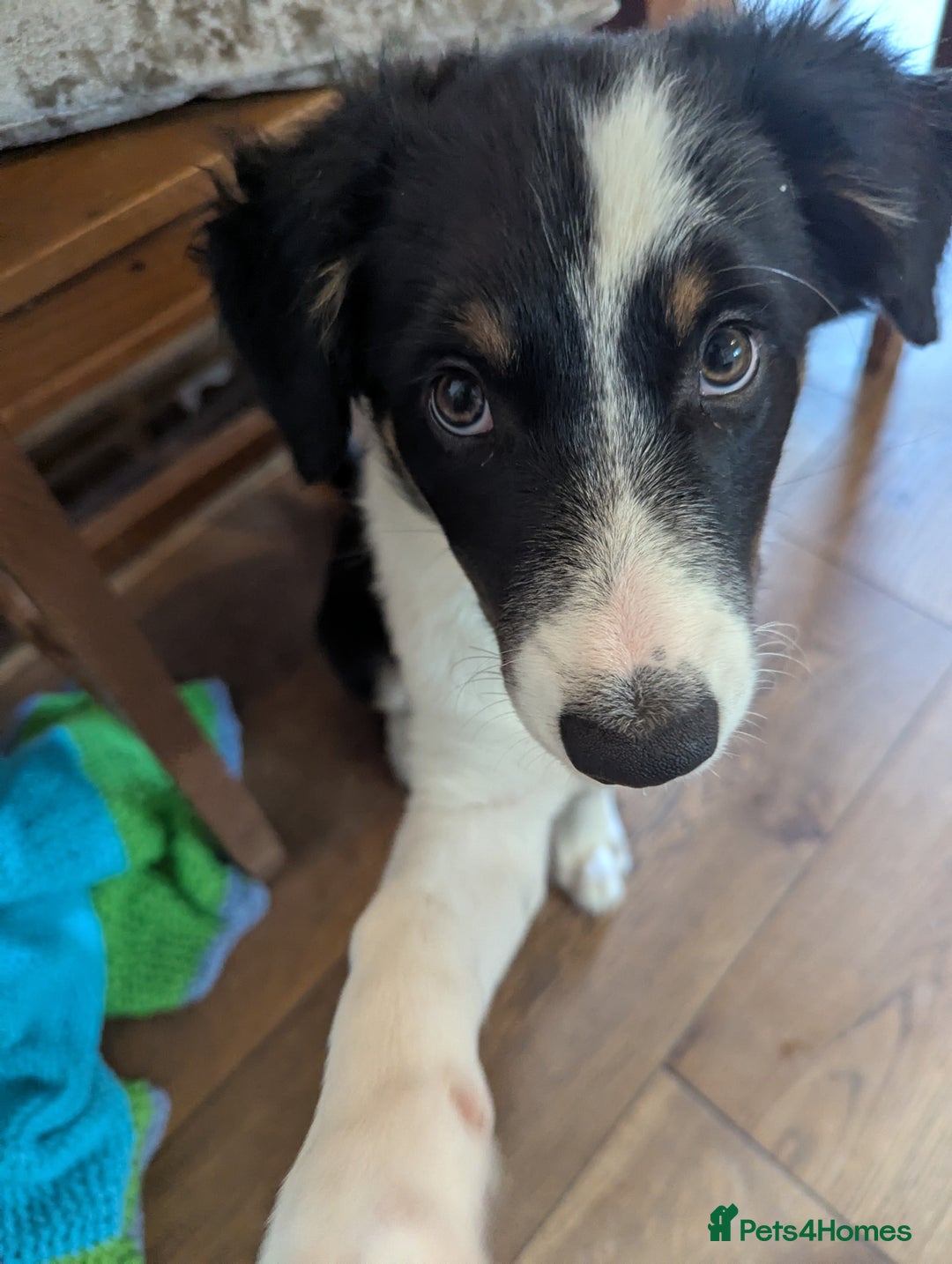 Mixed Breed dogs for sale: READY NOW.Only 2 left Border collies/kelpie pups - Image 2