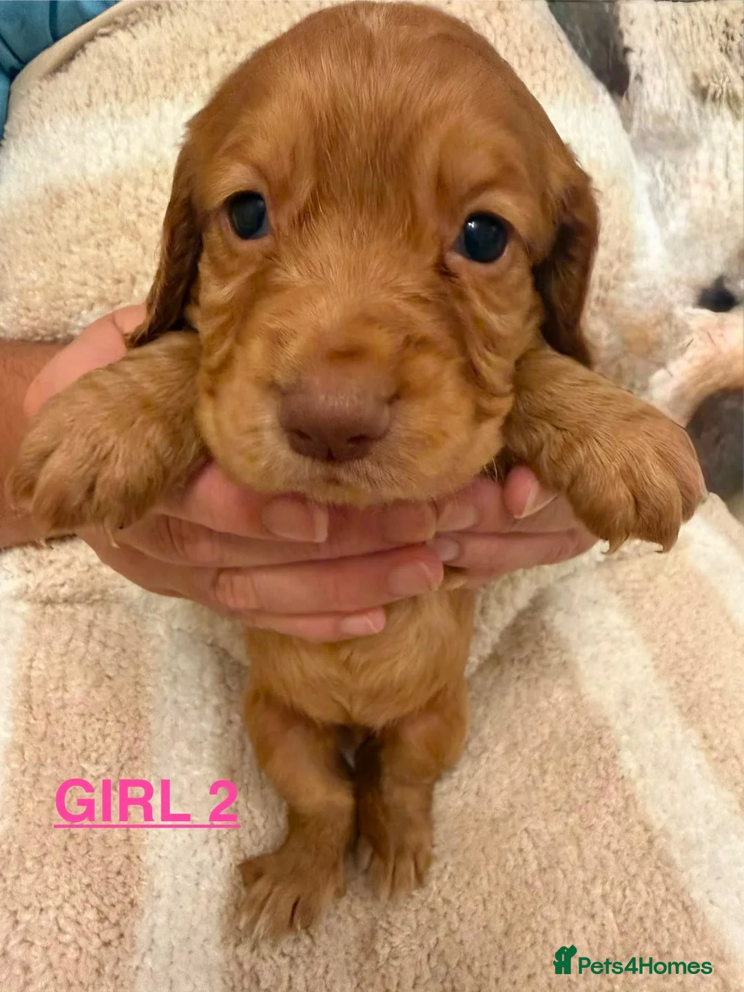Cocker Spaniel dogs for sale: Cocker spaniel puppies  - Advert 13