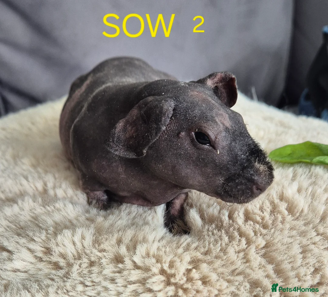 Guinea Pig rodents for sale: Skinny Pigs for Sale in Newcastle upon Tyne - Advert 6