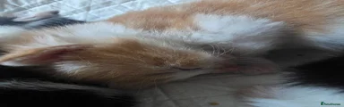 Ginger and white 