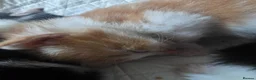 Mixed Breed cats for sale: Beautiful kittens! One boy left!  - Advert 15