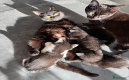 British Shorthair cats for sale: 4 adorable kittens ready for their new home!! - Image 7