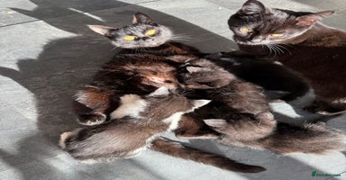 British Shorthair cats - Advert 7