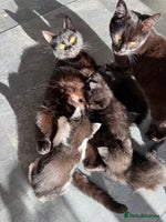 British Shorthair cats - Advert 7
