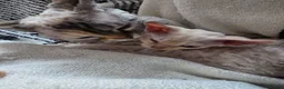 Devon Rex cats for sale: Beautiful Devon Rex Boy :) - Advert 5
