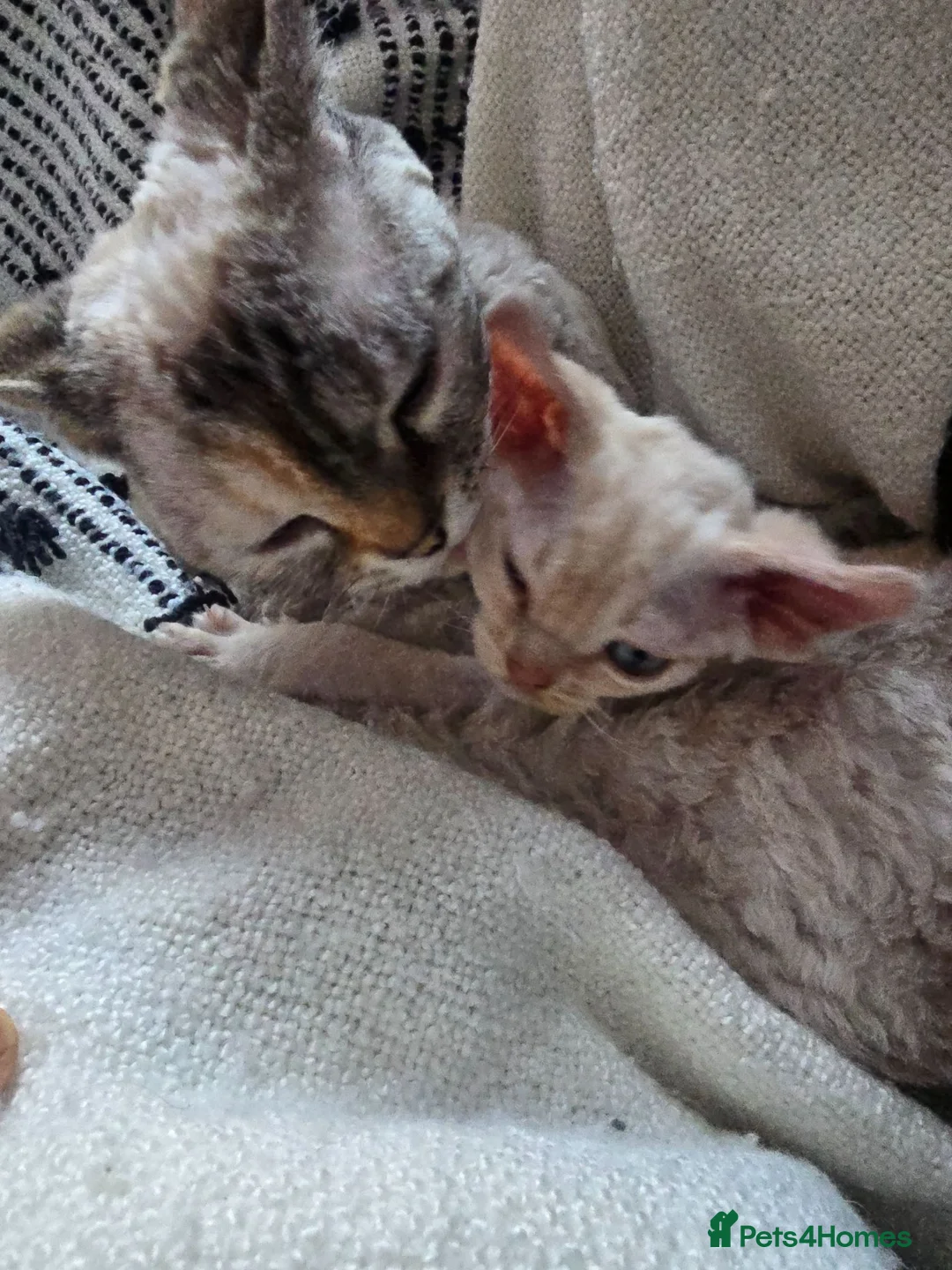 Devon Rex cats for sale: Beautiful Devon Rex Boy :) - Advert 5