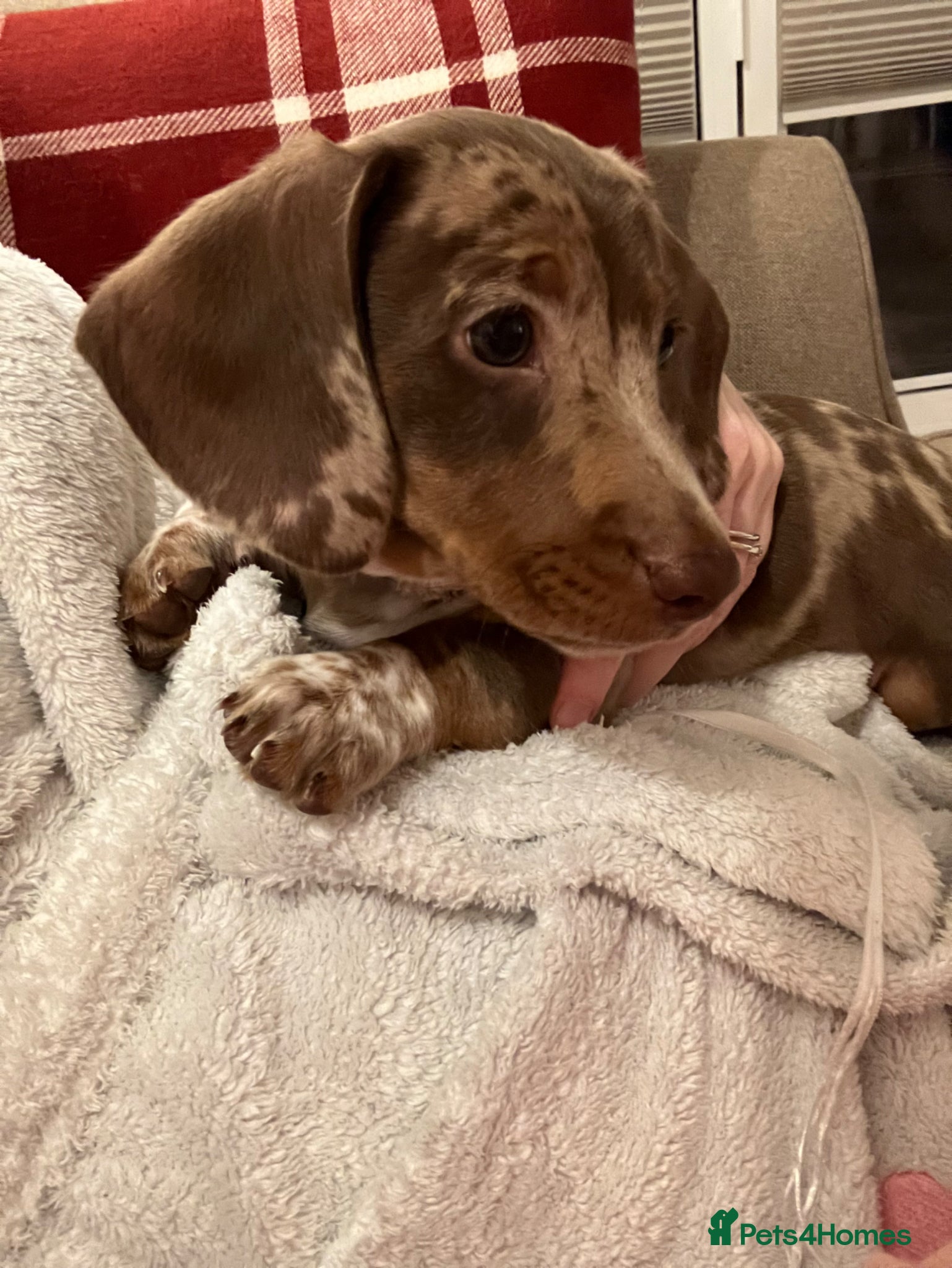 Miniature Dachshund dogs 	Dachshund Puppy Ready Now, Loving Home Needed - Advert 1