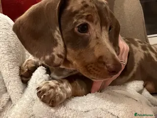 Miniature Dachshund dogs Dachshund Puppy Ready Now, Loving Home Needed - Advert 1