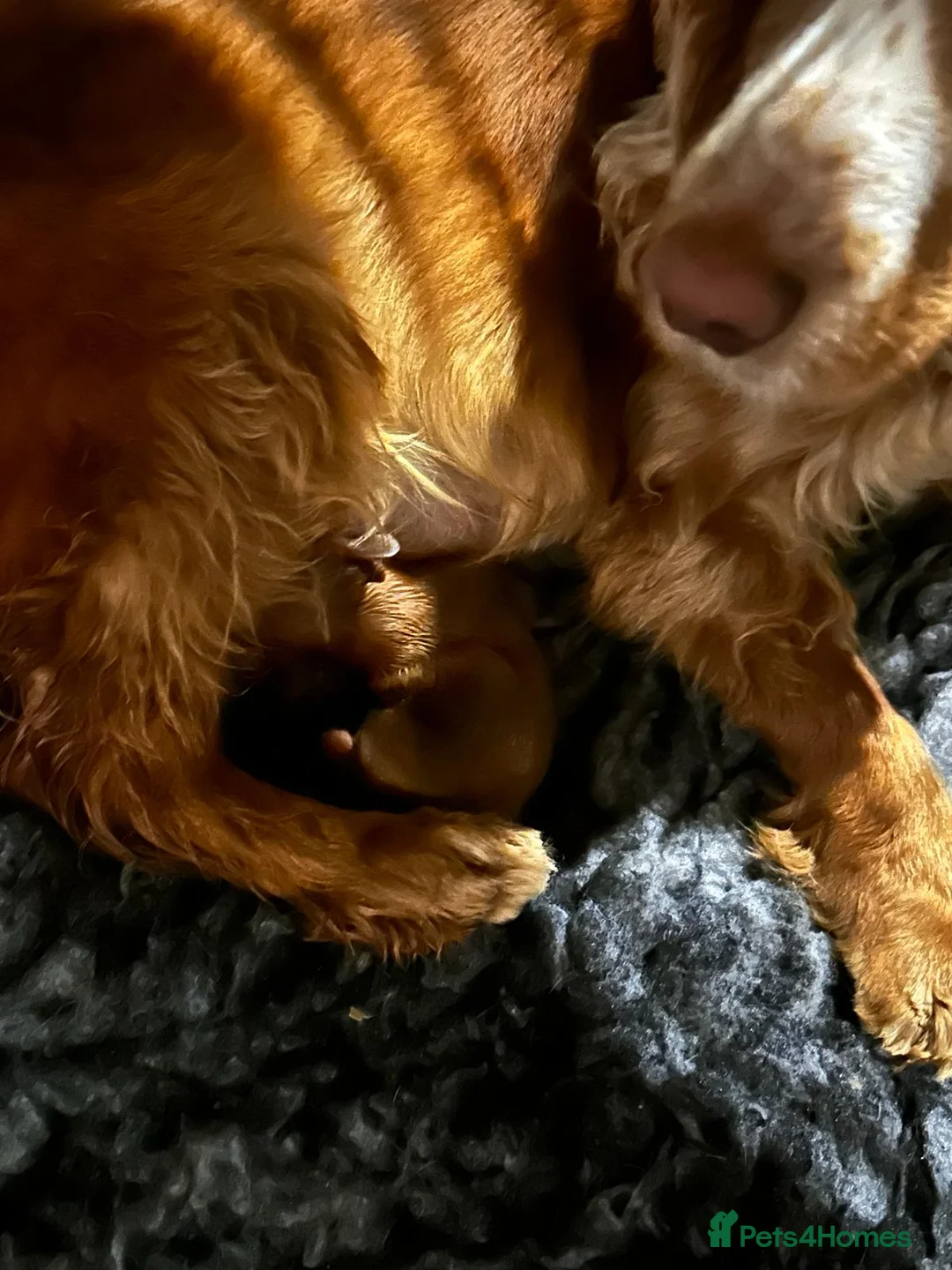 Cocker Spaniel dogs for stud: KC REGISTERED WORKING COCKER SPANIEL STUD - Advert 11