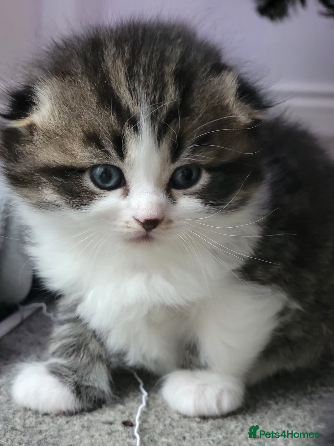 Scottish Fold cats for sale: Scottish fold - Advert 14