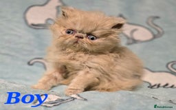 Persian cats for sale: GCCF REGISTERED KITTENS CHAMPION LINES - Image 10