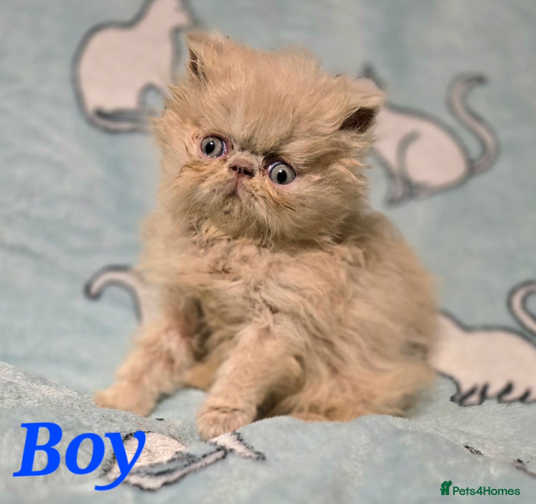 Persian cats for sale: GCCF REGISTERED KITTENS CHAMPION LINES - Image 10