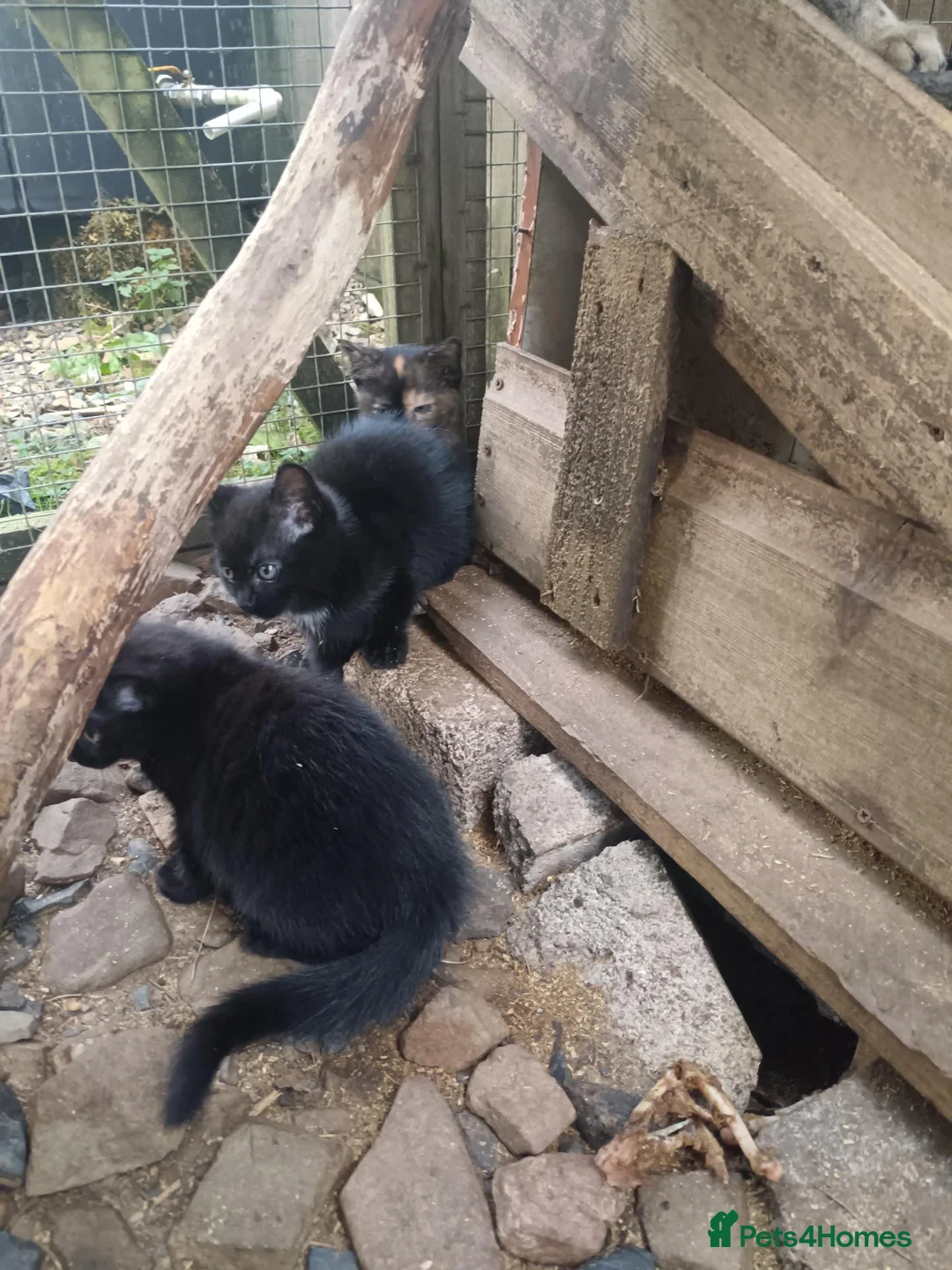 Domestic Shorthair cats for sale: 5 beautiful kittens  - Advert 8