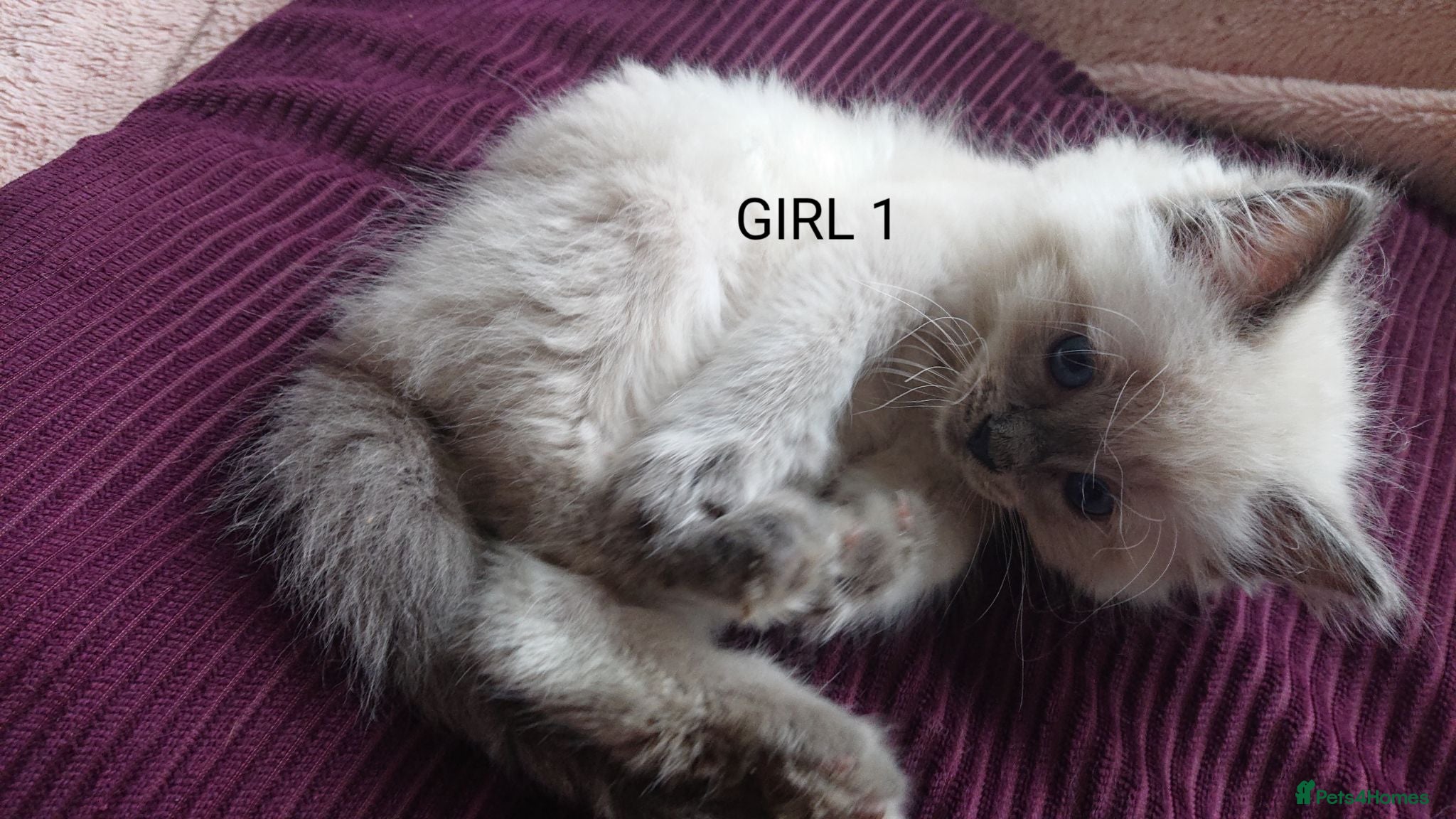 Ragdoll cats 100% RAGDOLL Kittens😻😽😺 - Advert 2
