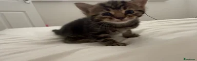 Tabby Kitten