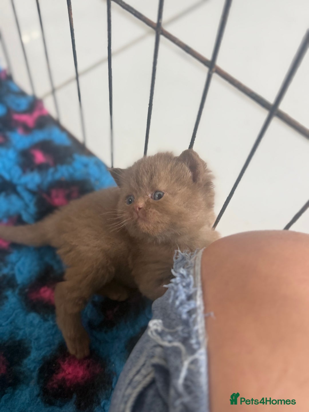 British Shorthair cats for sale: British shorthair kittens  - Image 19