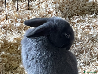 Mini Lop rabbits Mini lop boys - Advert 14