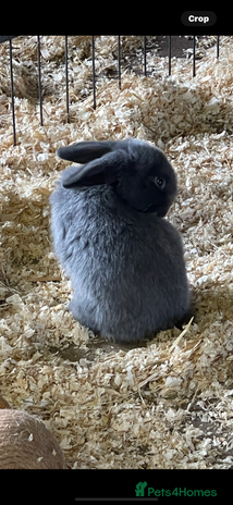 Mini Lop rabbits - Advert 1