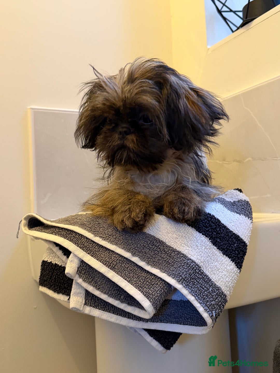 Shih Tzu dogs for sale: 2 x  Imperial Shihtzu - Advert 14