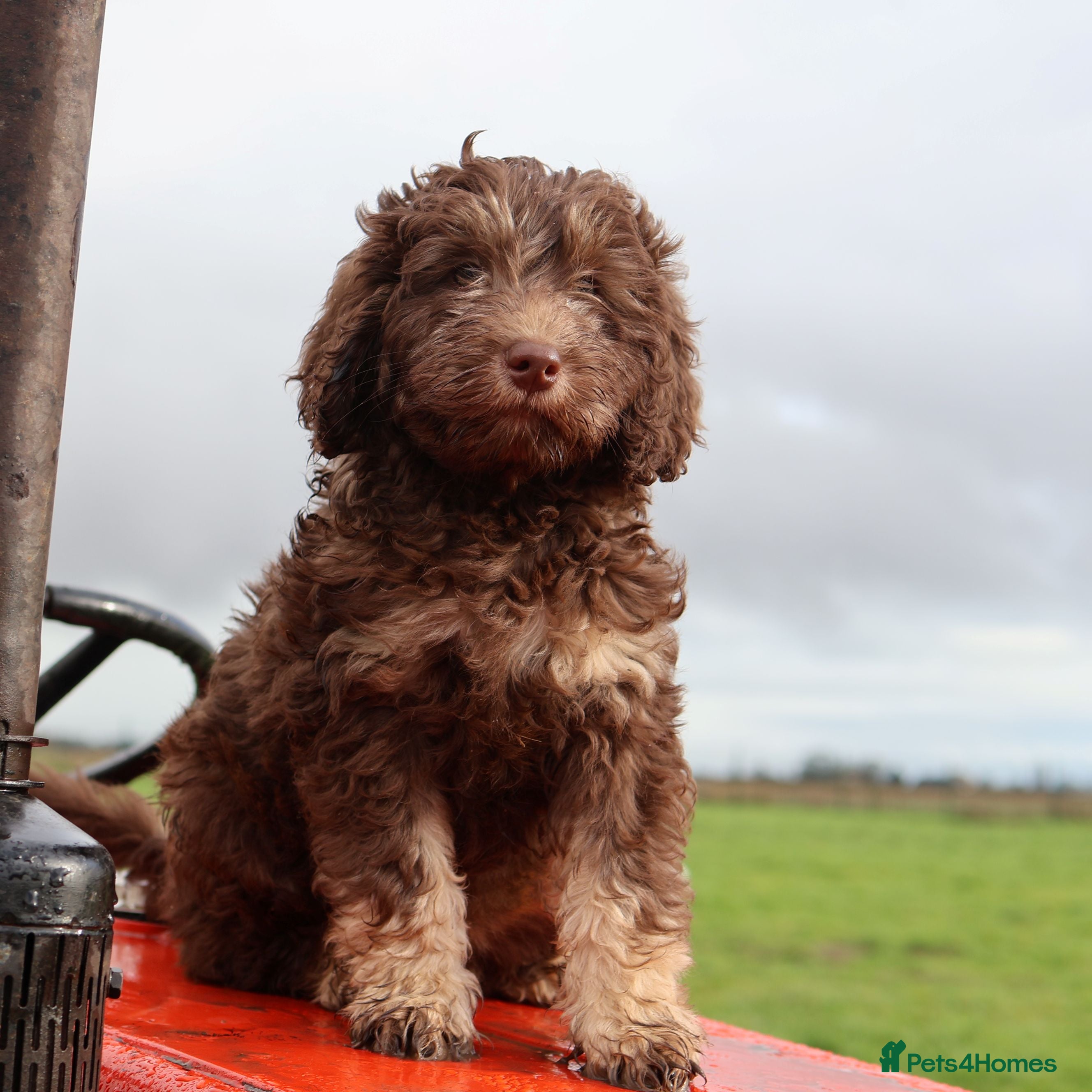 Labradoodle dogs 🐾🌈 Bred for Potential, Raised for Resilience🐾🌈 - Advert 5